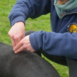Free webinar: Injuries, disease & compensations in horses & dogs