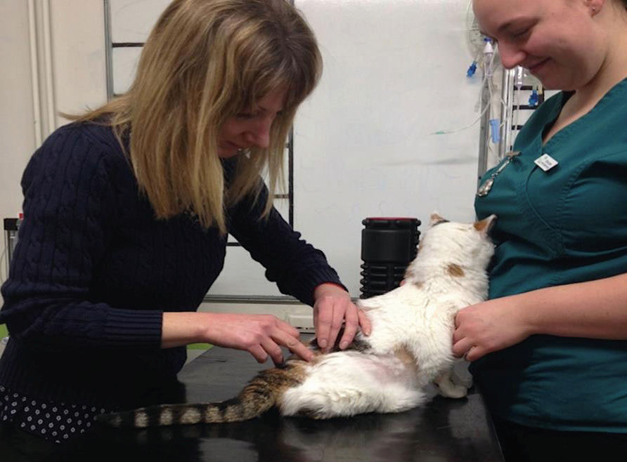 Case Study Frankie, 21 year old Cat McTimoney Animal Association