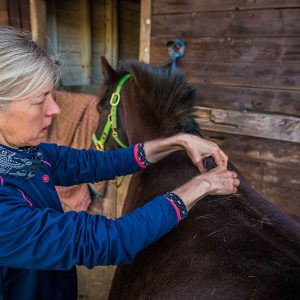 Are you helping or hindering your horse? Webinar