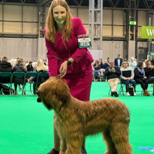 Frankie, a 10-month-old Briard - McTimoney ready and wins on his first outing to the famous green carpet!