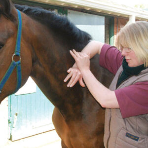 McTimoney College of Chiropractic Animal Open Day - Thurs. 28 August 2025