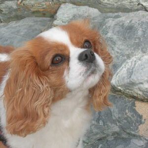 A Lifeline on Four Paws: Rosie’s Story